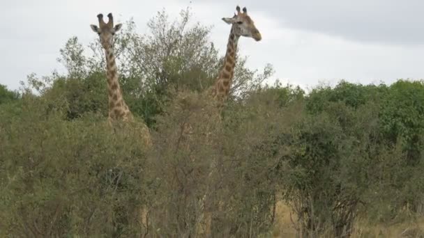 Dvě Žirafy Stojící Mezi Keři — Stock video