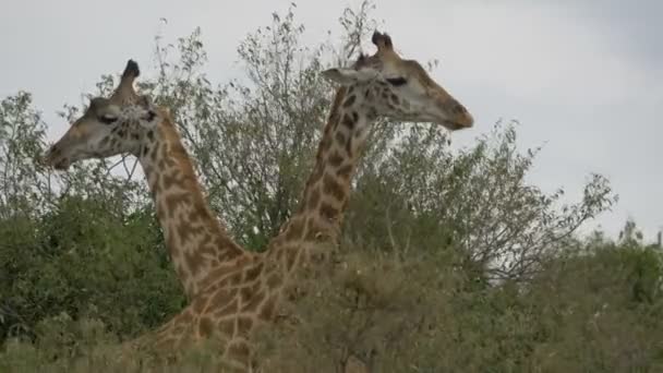 Primo Piano Due Giraffe Tra Cespugli — Video Stock