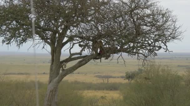 Tree Leopard Eating Carcass — Stock Video