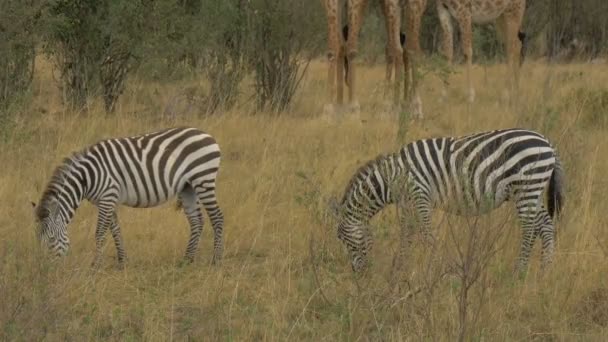 Två Zebror Betar Nära Giraffer — Stockvideo