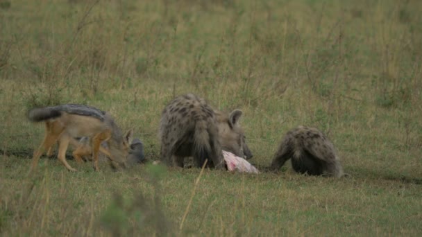 鬣狗和野狗在吃东西 — 图库视频影像