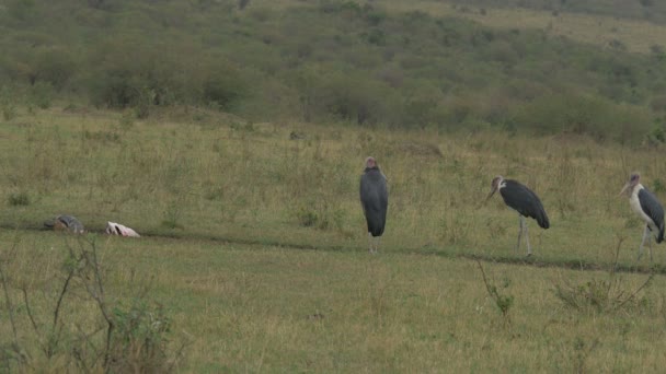 Zwierzęta Afryce Masai Mara — Wideo stockowe