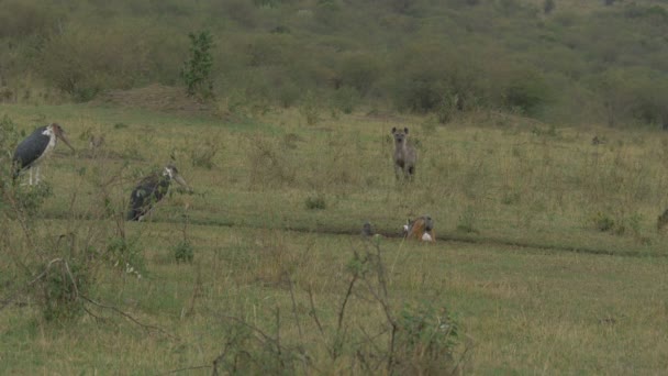 Hienas Cigüeñas Marabú Viendo Comer Chacal — Vídeos de Stock
