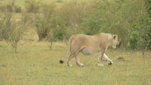 Pregnant Lioness Africa — Stock Video