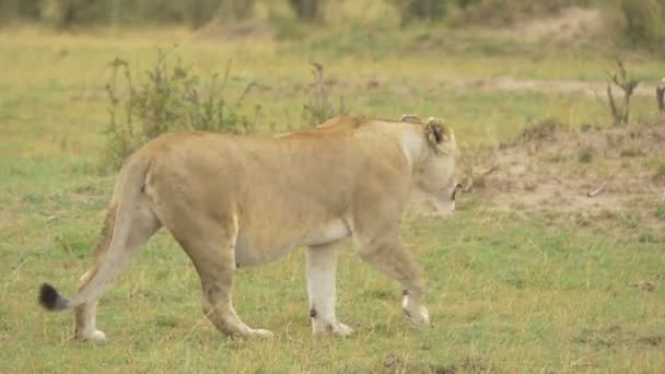 マサイ マラの妊娠雌ライオン — ストック動画