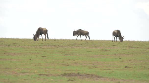Wildebeests Grazing Walking Scratching — Stock Video