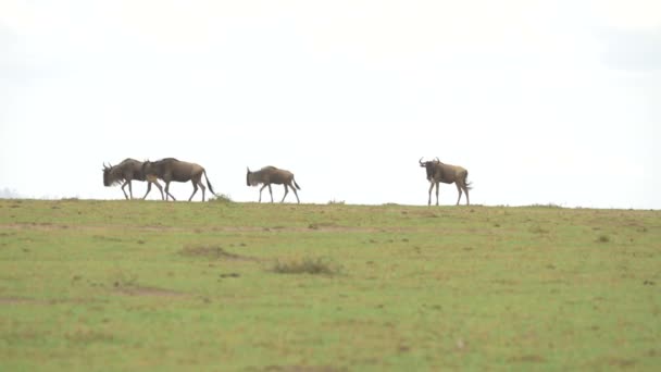 Cuatro Ñus Caminando Maasai Mara — Vídeos de Stock