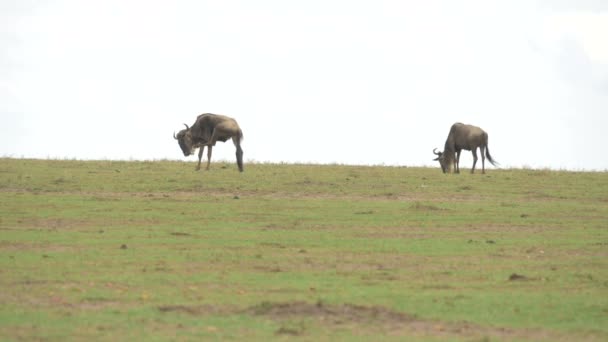 Drie Wildebeesten Grazen Lopen — Stockvideo