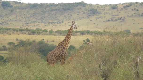 Deux Girafes Dans Savane — Video