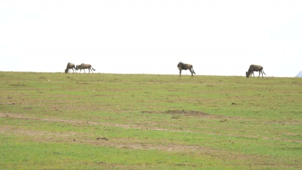Quatre Gnous Broutant Dans Masai Mara — Video