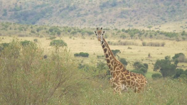 Girafe Dans Savane — Video