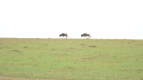 Drie Wildebeesten Wandelen Masai Mara — Stockvideo