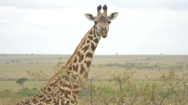 Close Van Een Maasai Giraffe Eten — Stockvideo