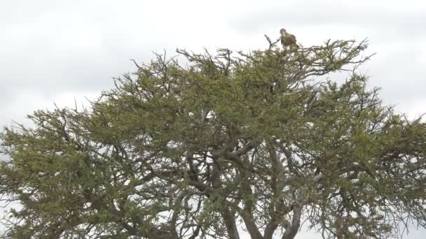 Águila Tawny Encaramada Una Acacia — Vídeos de Stock