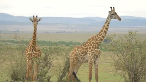 Two Maasai Giraffes Africa — Stock Video