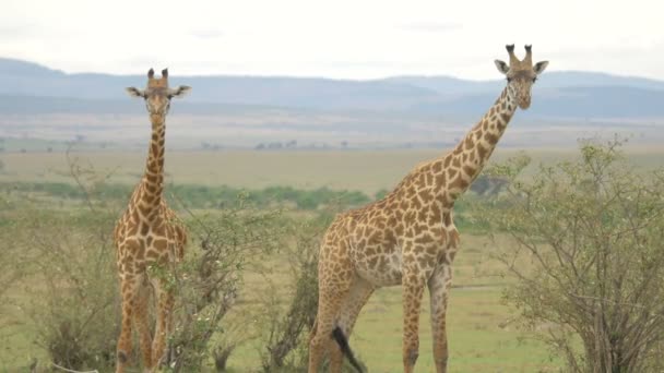 Dvě žirafy v Africe