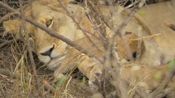 2匹の赤ちゃんと一緒に横たわっ雌ライオンの閉じる — ストック動画