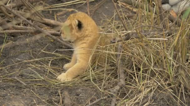 Filhote Leão Maasai Mara — Vídeo de Stock