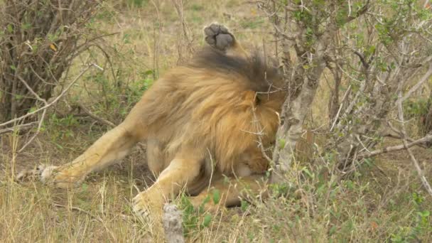 Leão Limpando Masai Mara — Vídeo de Stock