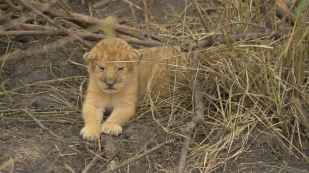 Lejonunge Masai Mara — Stockvideo