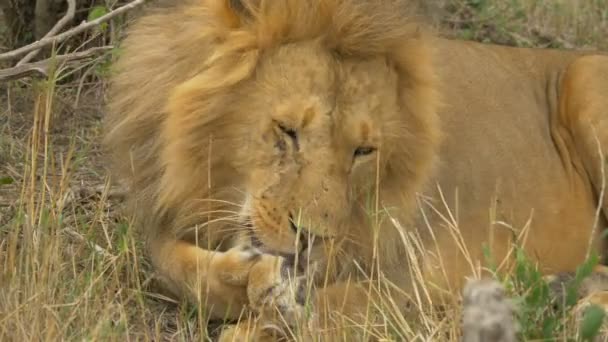 Προβολή Ενός Λιονταριού Που Καθαρίζει Πόδι Του — Αρχείο Βίντεο