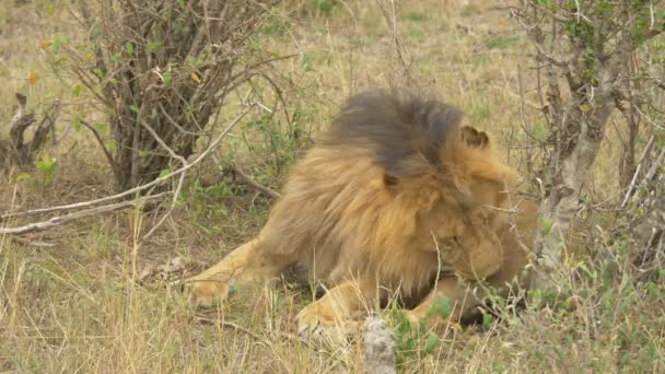 Lion Cleaning Its Back Paw — Stock Video