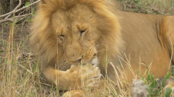Close Maasai Lion Cleaning Its Paw — Stock Video
