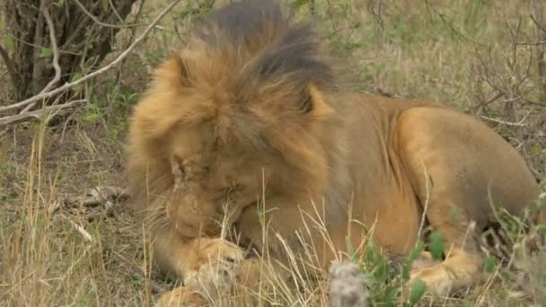 Maasai Lion Cleaning Its Paw — Stock Video