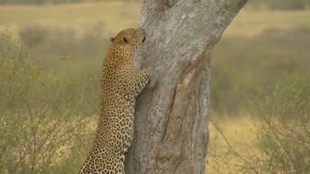 Leopard Klettert Auf Einen Baum — Stockvideo