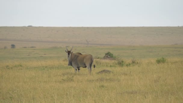 Gemensamt Land Maasai Mara — Stockvideo