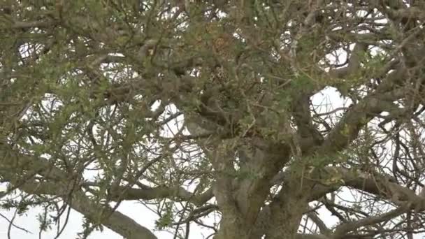 Leopard Lying Tree — Stock Video
