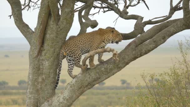 Leopardo Africano Árbol — Vídeos de Stock