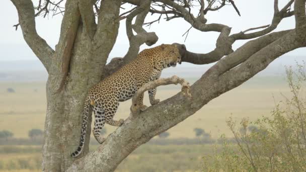 Leopard Standing Tree — Stock Video