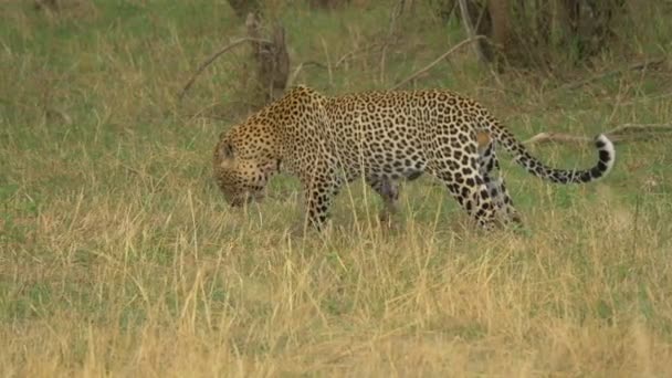 Leopardo Buscando Hierba — Vídeo de stock