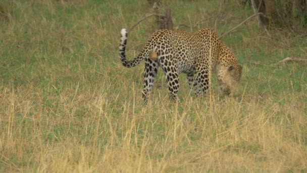 Leopardo Buscando Hierba — Vídeos de Stock