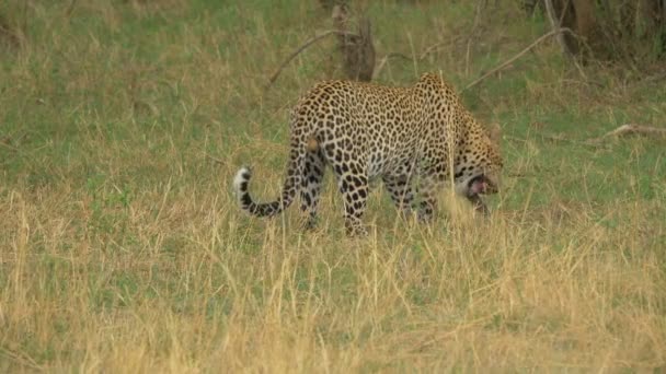 Leopardo Seduto Mangiare — Video Stock