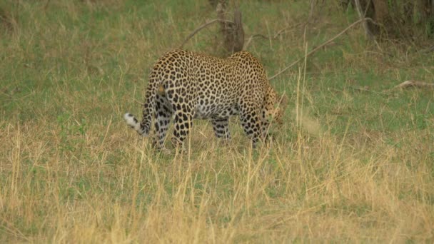 Leopardo Comendo Masai Mara — Vídeo de Stock