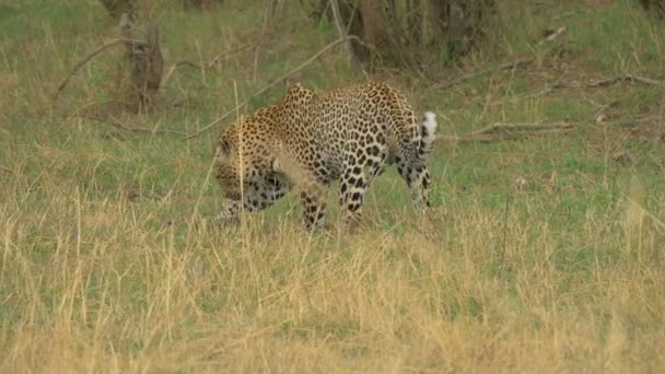 Leoparden Suchen Gras — Stockvideo