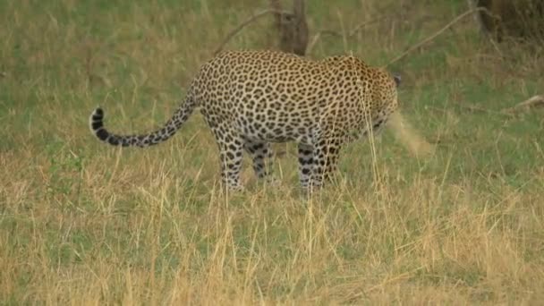 Leopard Söker Gräs — Stockvideo