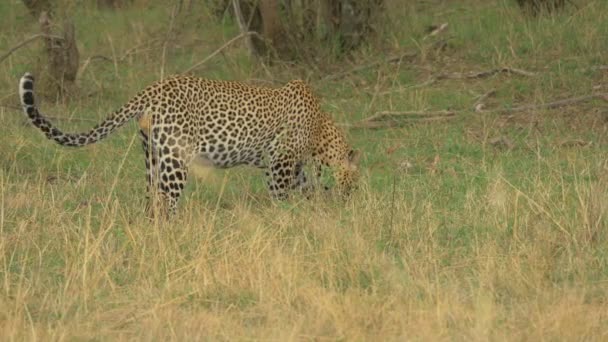 Leopard Afrykański Poszukuje Trawie — Wideo stockowe