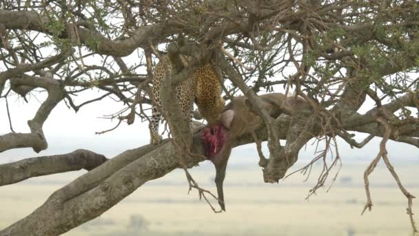 Leopardo Africano Comiendo Árbol — Vídeos de Stock