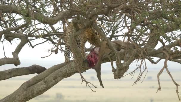 Leopardo Comendo Uma Carcaça Javali Selvagem — Vídeo de Stock
