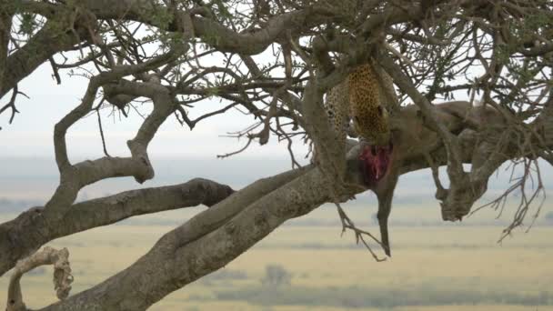 ヒョウは木の中で死体を食べる — ストック動画