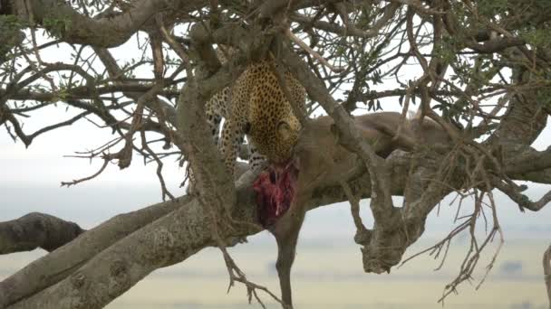 Close Leopardo Comendo Uma Carcaça Uma Árvore — Vídeo de Stock
