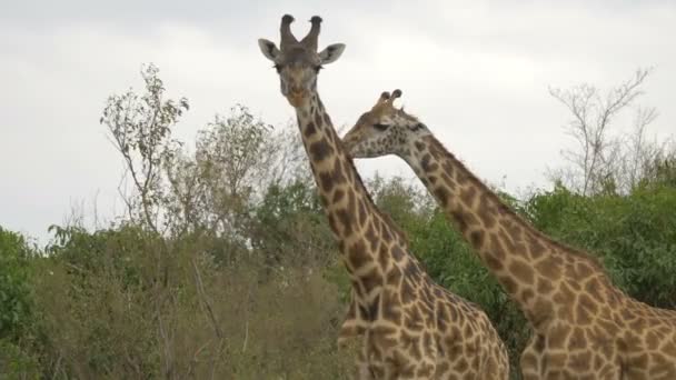 Два Жирафа Масаи Мара — стоковое видео