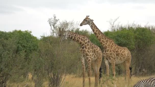 Dos Jirafas Maasai Mara — Vídeos de Stock