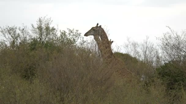 长颈鹿站在灌木丛后面 — 图库视频影像