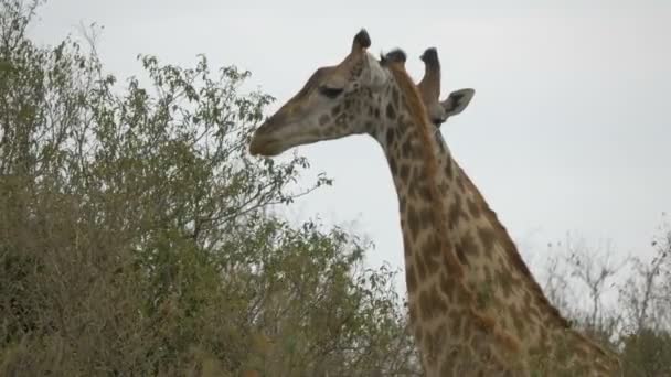 Giraffen Aus Nächster Nähe — Stockvideo