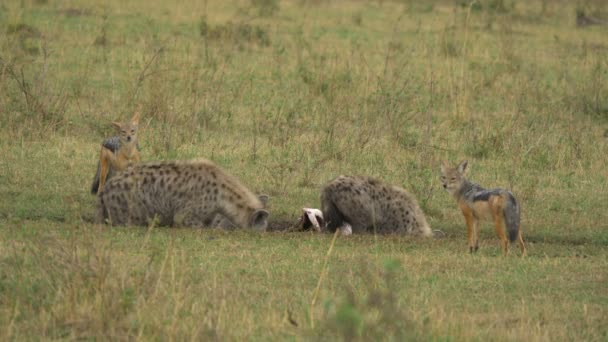 黒のジャッカルと2つの斑点のあるハイエナが食べる — ストック動画