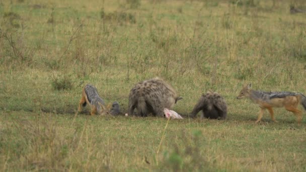 Deux Hyènes Tachetées Deux Chacals Dos Noir — Video